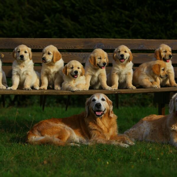 Ferien-Landhaus Isolde