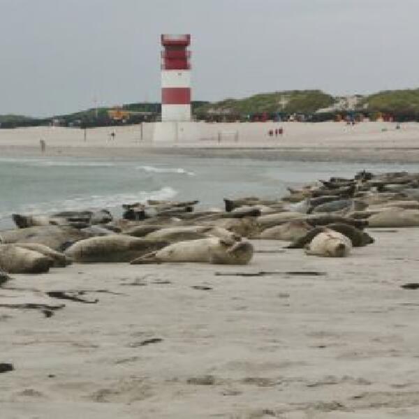 Haus Ahrens JuniorSuite (tlw. Meerblick)