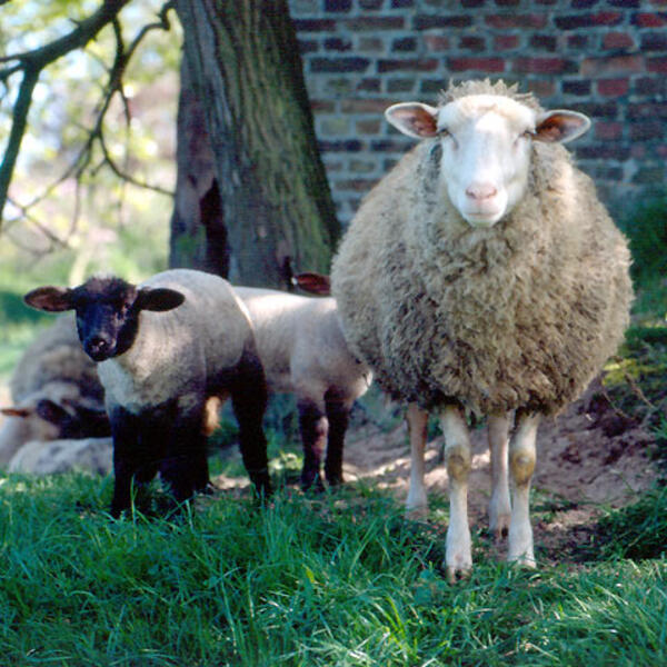 3 & 4 Sterne Mühlenhof