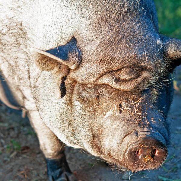4 Sterne Bioland Ferienhof Teufelsberg