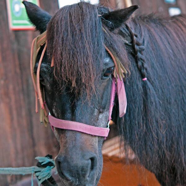 4 Sterne Bioland Ferienhof Teufelsberg