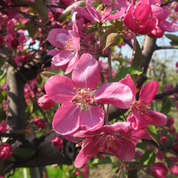 Ferienwohnung am Estedeich