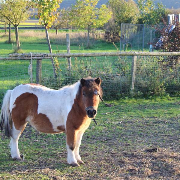 4 Sterne Winzerbauernhof Felbinger