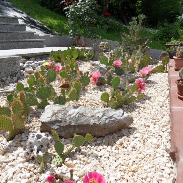 Ferienwohnung Kaktus