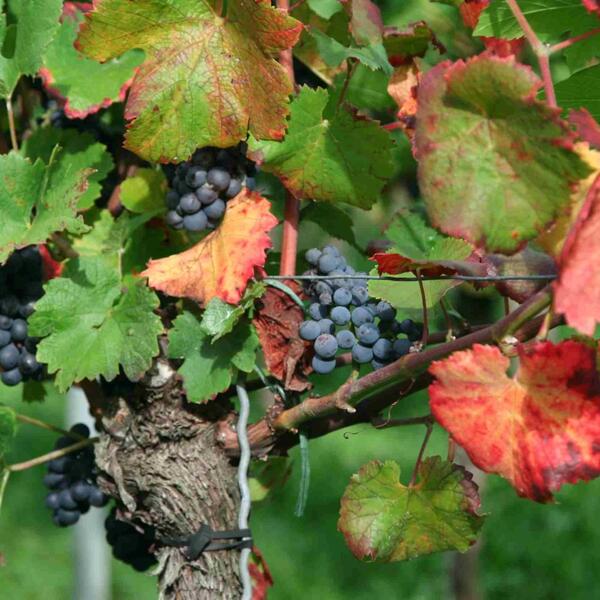 Ferienwohnung Rheingeschaut