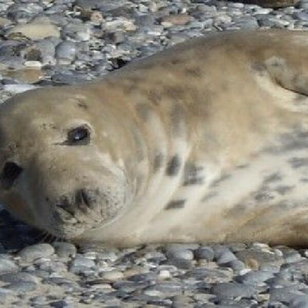 Kegelrobben auf der Düne Helgoland