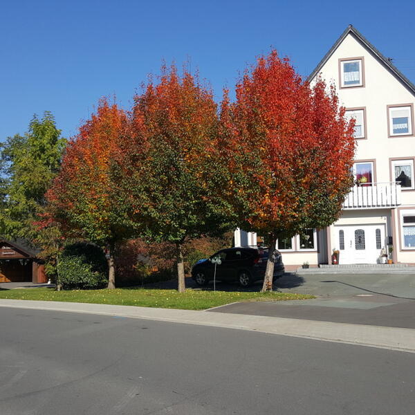 Ferienwohnung Kuckucksnest