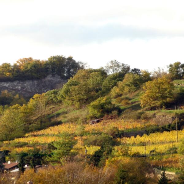Ferienwohnung Limbergblick