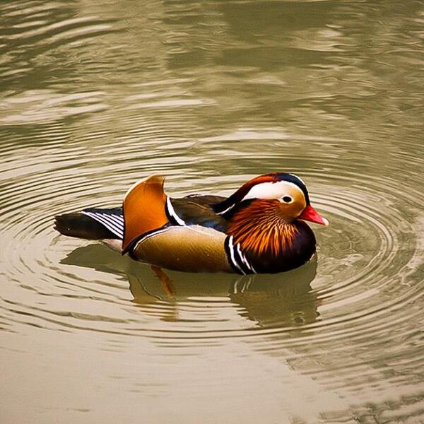 Camping-Mobilheimpark "Am Mühlenteich"