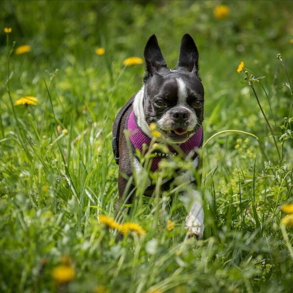 Urlaub mit dem Hund im 4 Sterne Hotel Magdalena