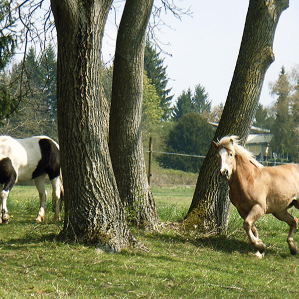 4 Sterne Ferienwohnungen Pappelhof