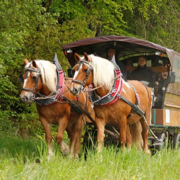 Ponyhof Ludwig Gaststätte & Pension
