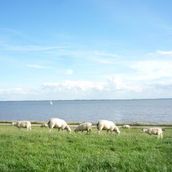 Nordsee-Ferien -Bauernhof am "Nationalpark Wattenmeer" in Dithmarschen