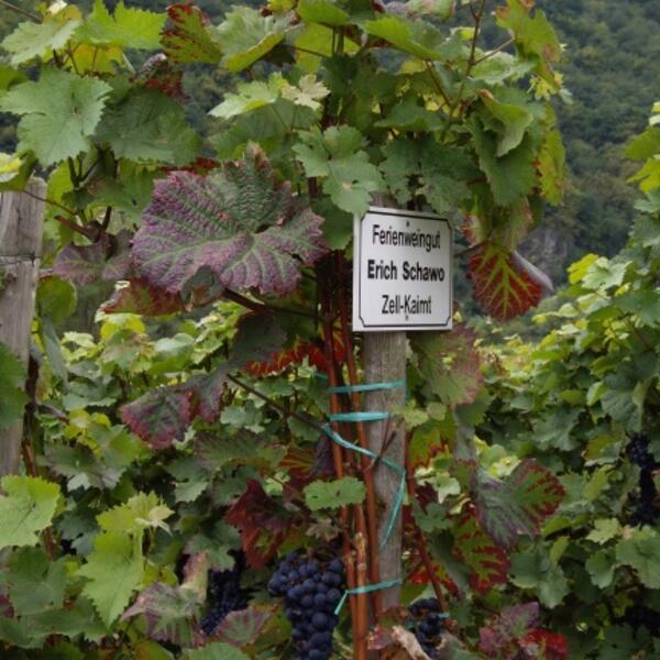 3 Sterne Weingut Schawo