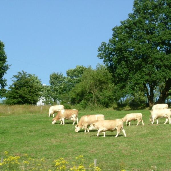 4 Sterne Ferienbauernhof Schulte