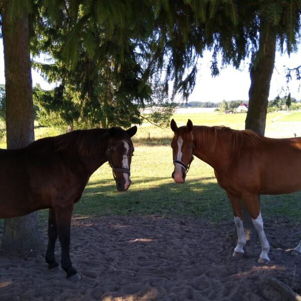 Haus Landtraum im Traumland Mecklenburg