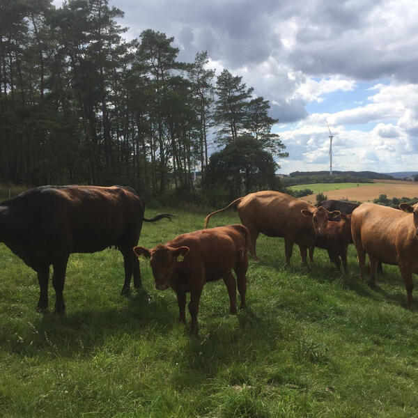 Bauernhof-Pension Wüllner