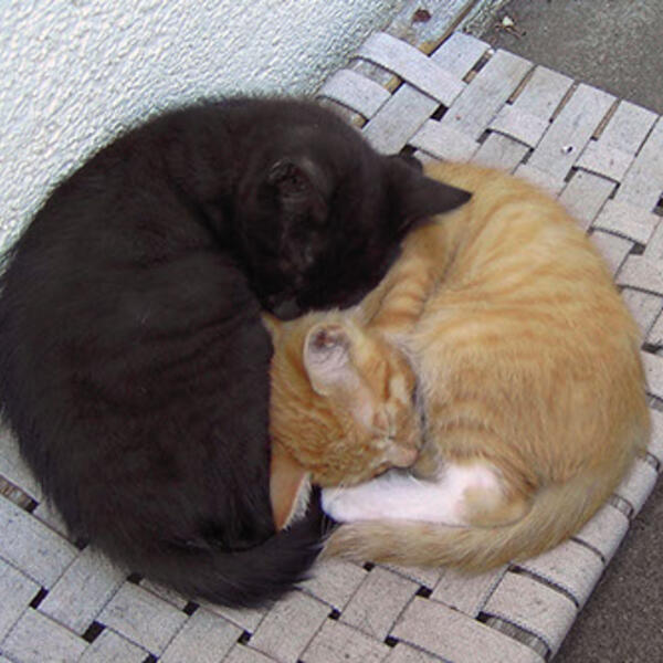 NAT(o)UR-OASE Birkenhof