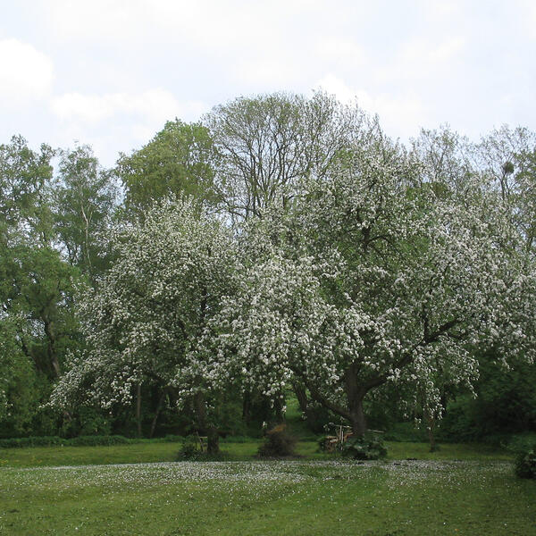 Alter Pfarrhof Rambow