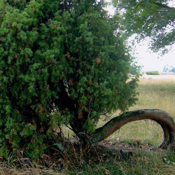 FERIENWOHNUNGEN OSTERHEIDE IN SCHNEVERDINGEN