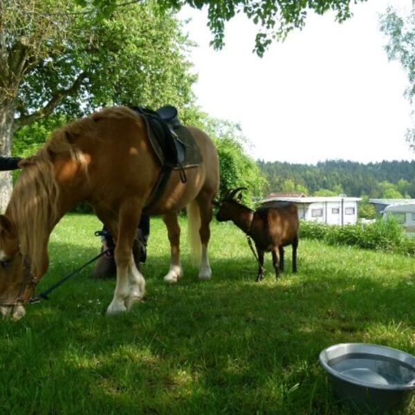 Waldcamping Hüttenhof