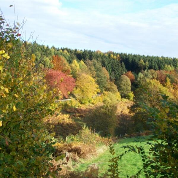 Waldhäuschen Morsbach 